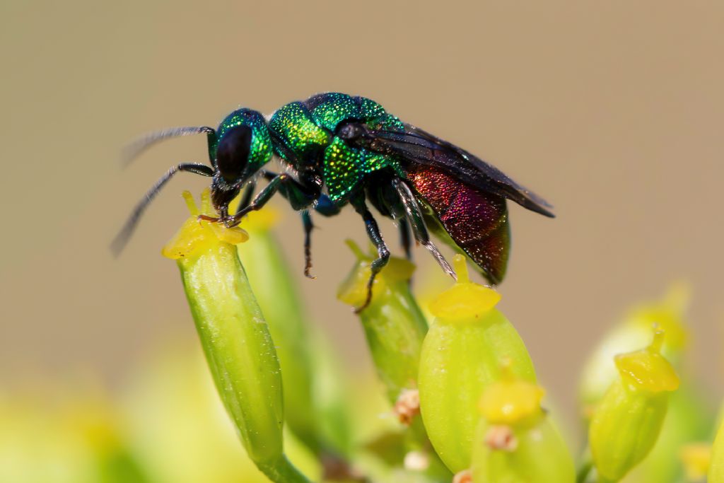 Chrysididae sp.